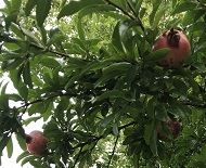 f:id:lanikai-sk:20180902125300j:plain f:id:lanikai-sk:20180902125300j:plain