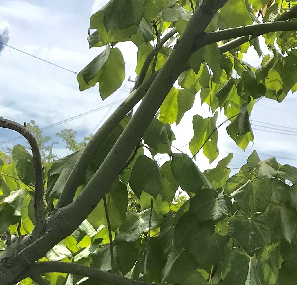 f:id:lanikai-sk:20180902125500j:plain f:id:lanikai-sk:20180902125500j:plain