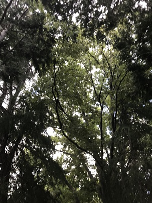 f:id:lanikai-sk:20180902132108j:plain f:id:lanikai-sk:20180902132108j:plain