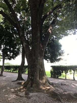 f:id:lanikai-sk:20180902132150j:plain f:id:lanikai-sk:20180902132150j:plain