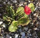 f:id:lanikai-sk:20190119012202j:plain f:id:lanikai-sk:20190119012202j:plain