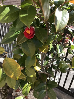 f:id:lanikai-sk:20190319135427j:plain f:id:lanikai-sk:20190319135427j:plain