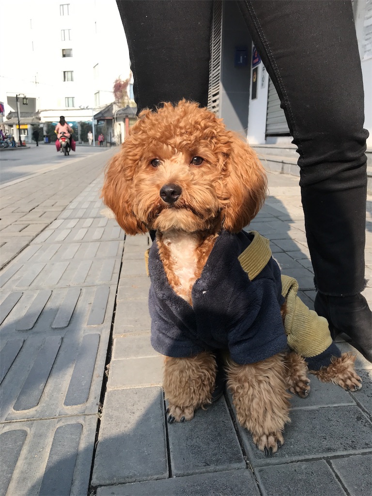 f:id:lantian_moon:20181226150534j:image