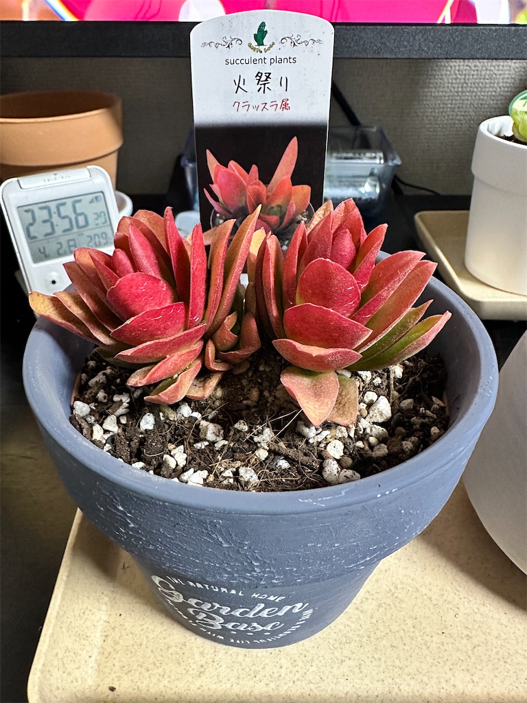 購入したハオルチアの紹介1 - wanderer's soliloquy