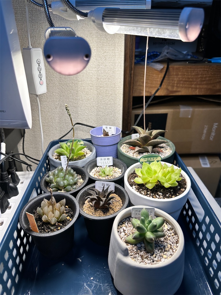 ハルデザイン 植物育成ライト LEDライト　サーキュレーター　セット コスパ最強】植物育成用LEDライト「GL-A 6K」をレビュー！安い
