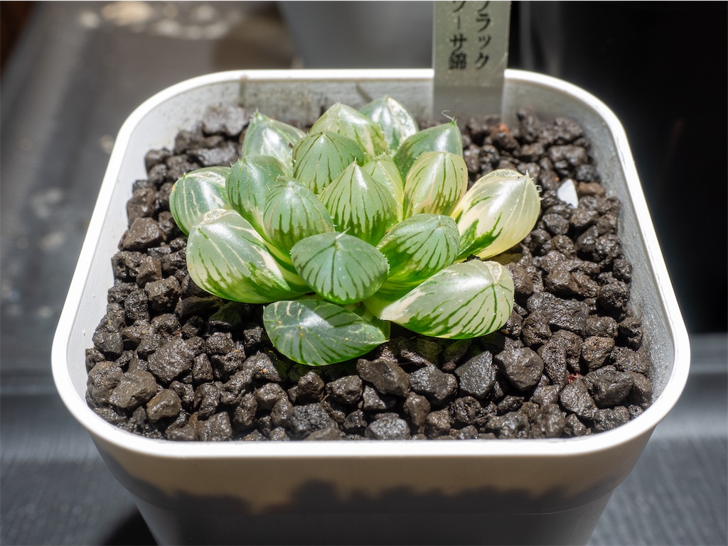 ハオルチア 三仙寿錦 ハオルチア 三仙寿錦