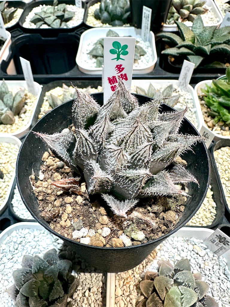 コーナンのサボテン・多肉植物即売会と木更津園芸夜市に行って来ました