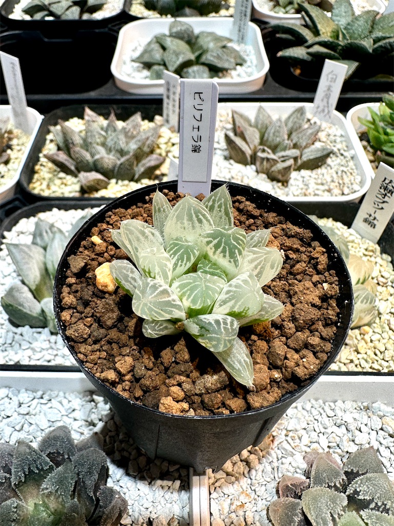 コーナンのサボテン・多肉植物即売会と木更津園芸夜市に行って来ました