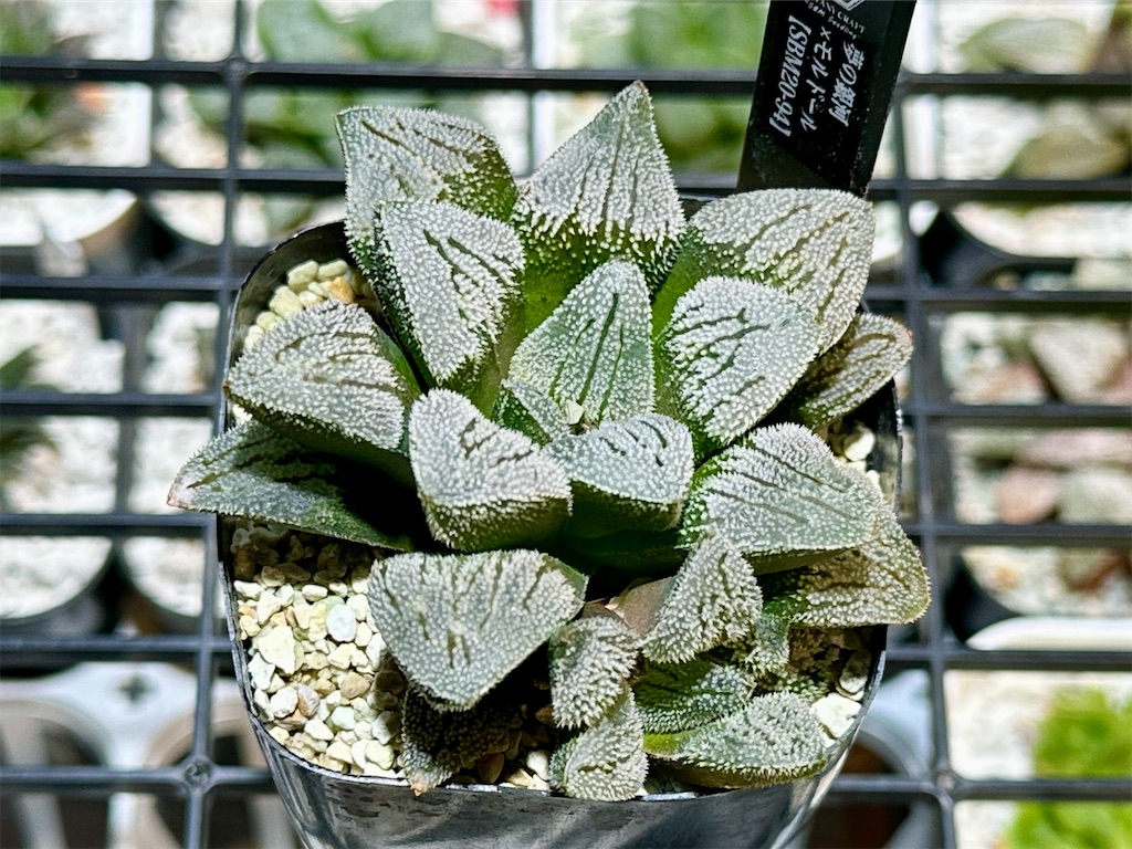 ハオルチア　オマケ 多肉植物：ハオルチア マトリクス*S 幅7cm : 遊恵盆栽 Yahoo!店