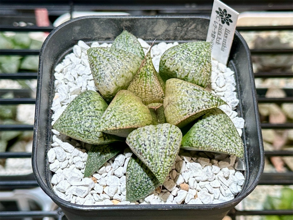53K ハオルチア 多肉植物 指輪物語錦糊斑 自家繁殖 呼び止め