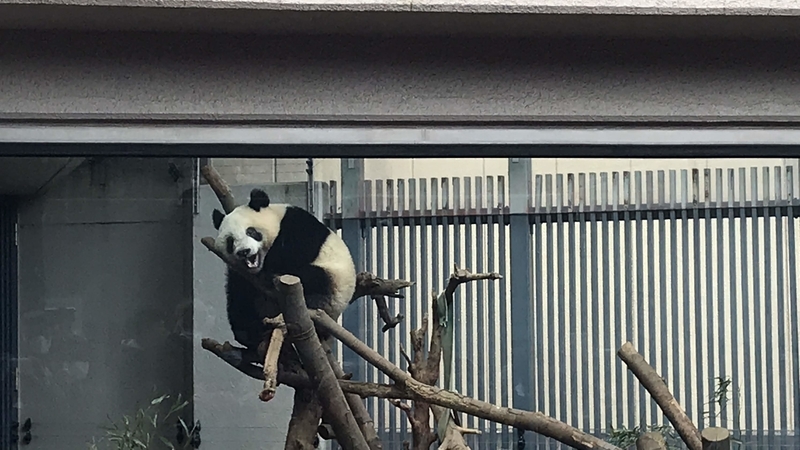 f:id:laquari:20190402182342j:plain f:id:laquari:20190402182342j:plain