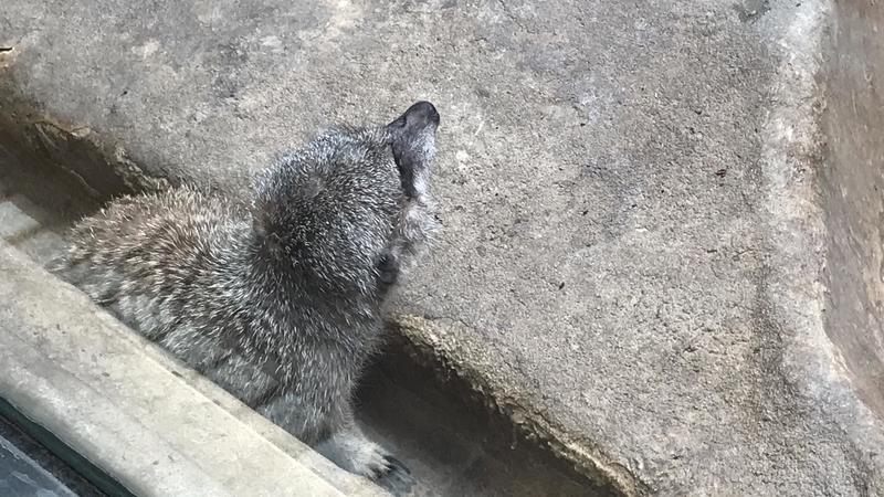 f:id:laquari:20190402182345j:plain f:id:laquari:20190402182345j:plain