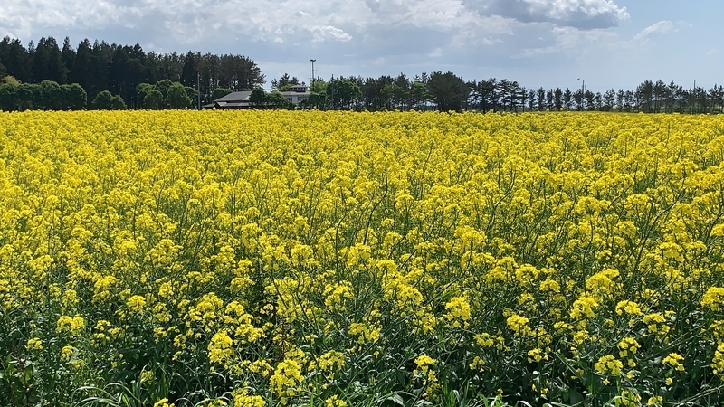 f:id:laquari:20190526114554j:plain f:id:laquari:20190526114554j:plain