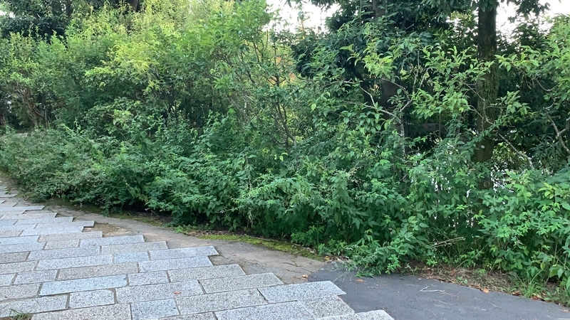f:id:laquari:20191013203658j:plain f:id:laquari:20191013203658j:plain