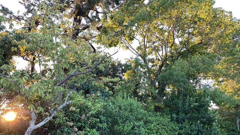 f:id:laquari:20191015164344j:plain f:id:laquari:20191015164344j:plain