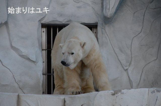 f:id:larayuki:20130122213340j:image