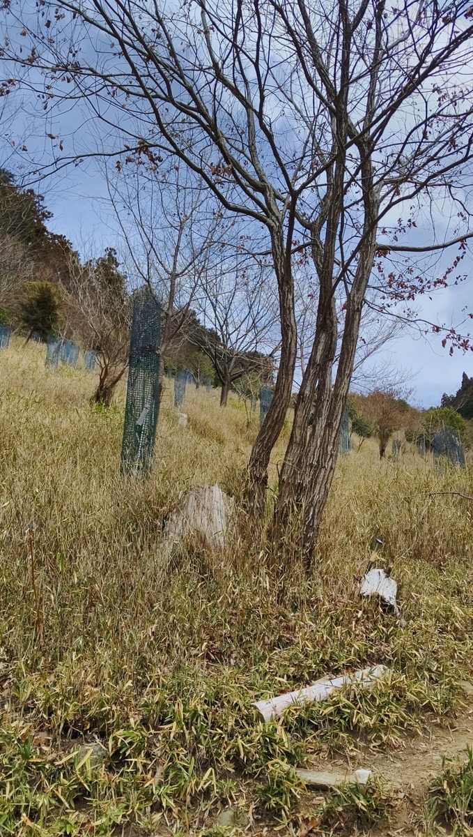 f:id:larkinthesky:20210301223652j:plain