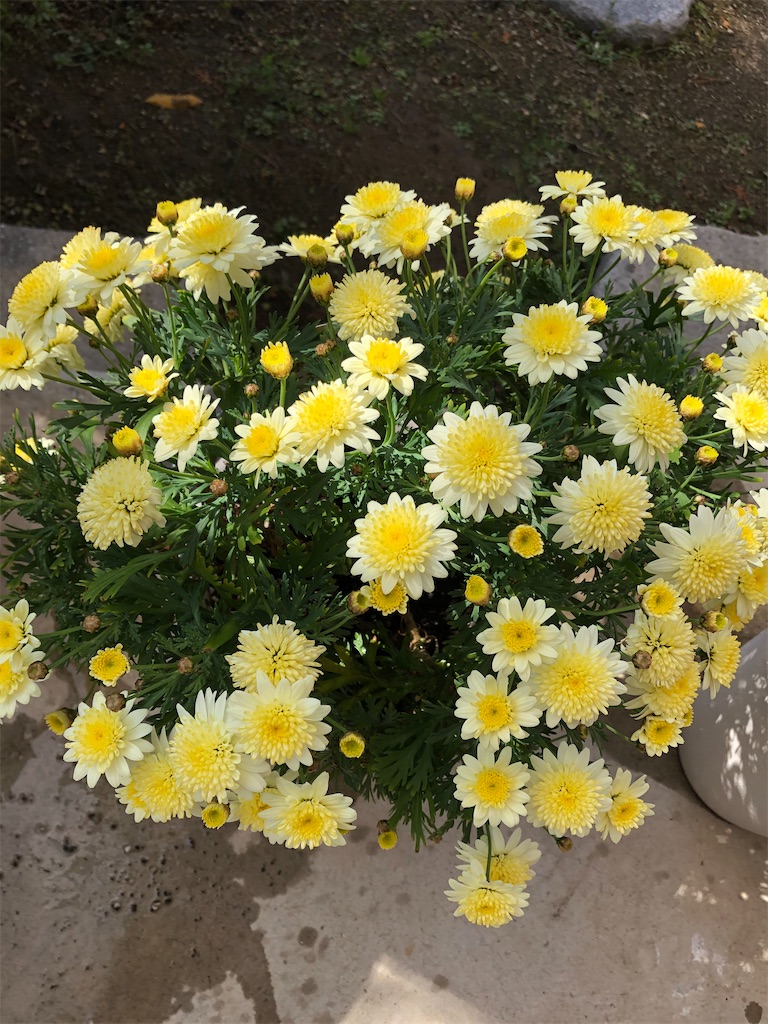 f:id:larosebleuemam:20210227113745j:image