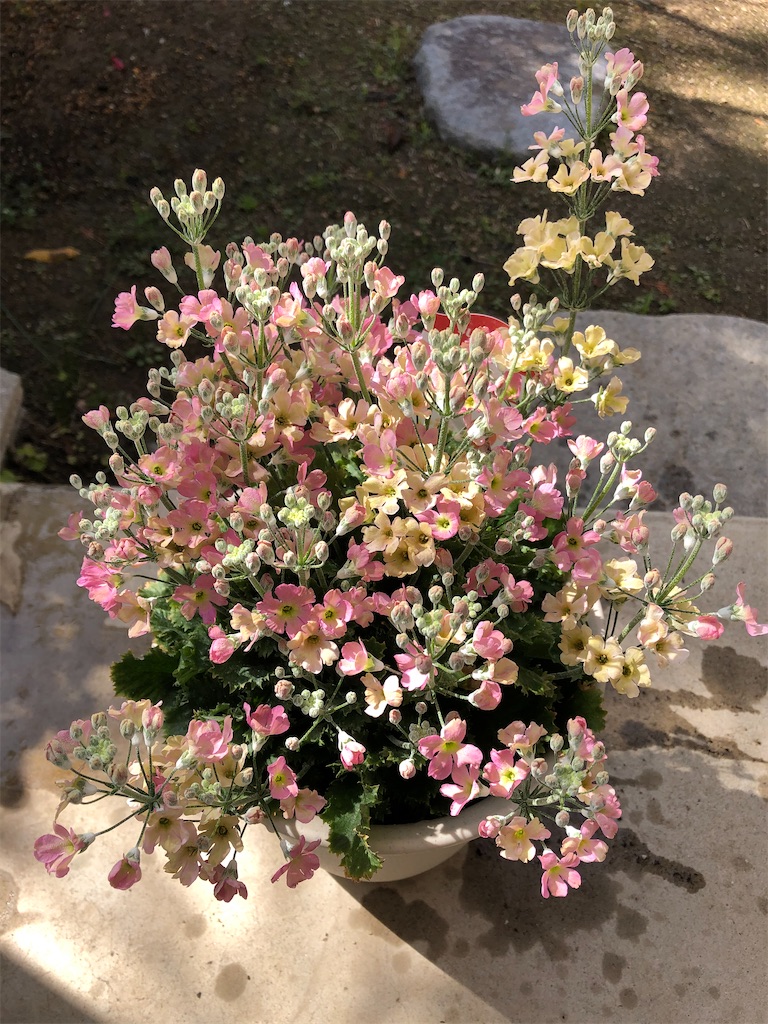 f:id:larosebleuemam:20210227113753j:image