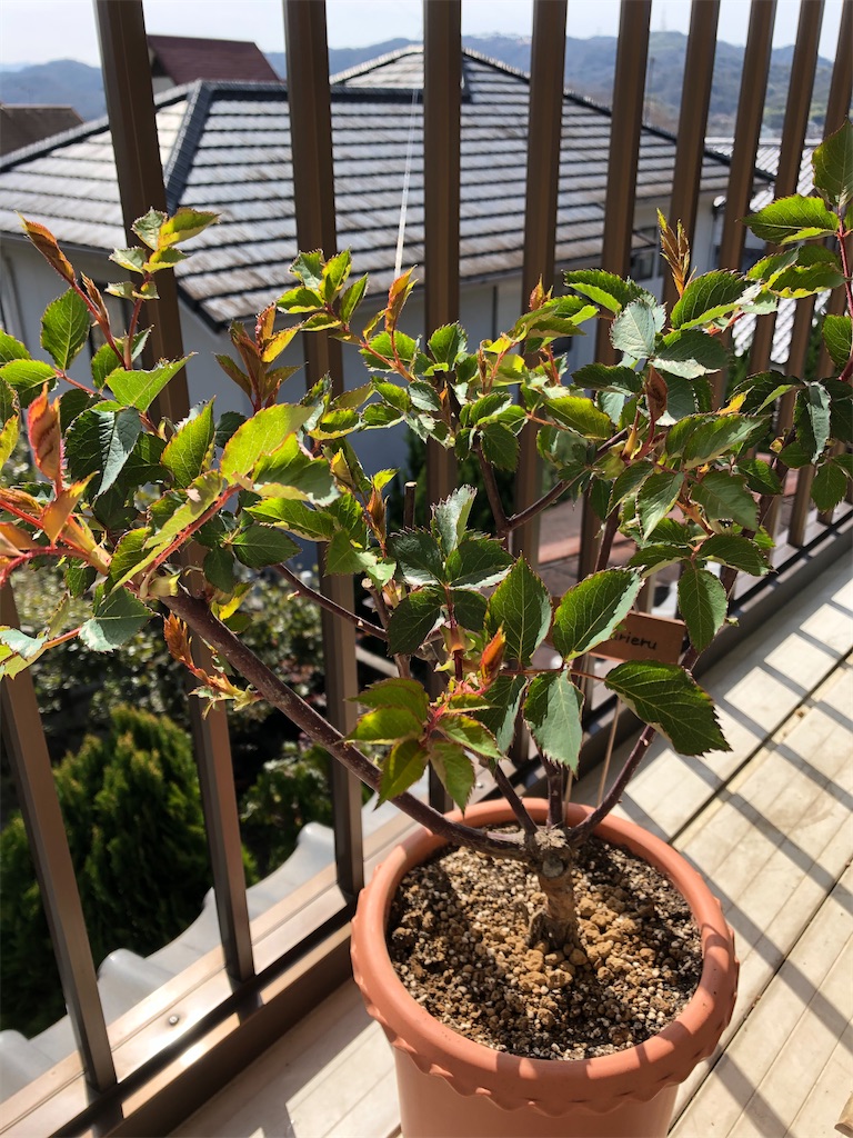 f:id:larosebleuemam:20210227113807j:image