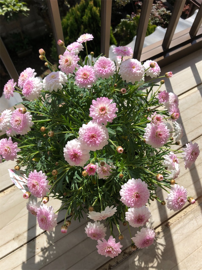 f:id:larosebleuemam:20210227113827j:image