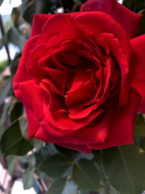 f:id:larosebleuemam:20210507112117j:plain