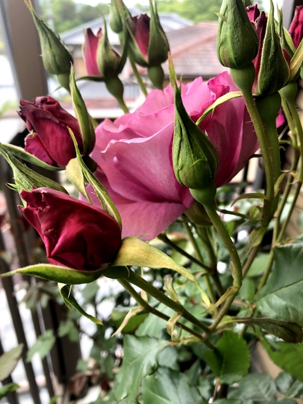 f:id:larosebleuemam:20210507113626j:plain