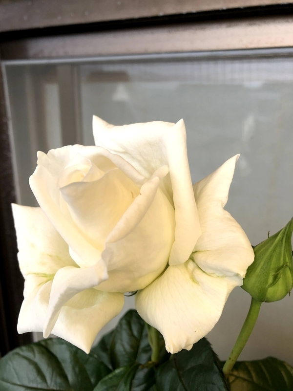 f:id:larosebleuemam:20210507121228j:plain