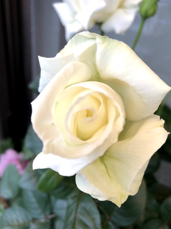 f:id:larosebleuemam:20210507121412j:plain