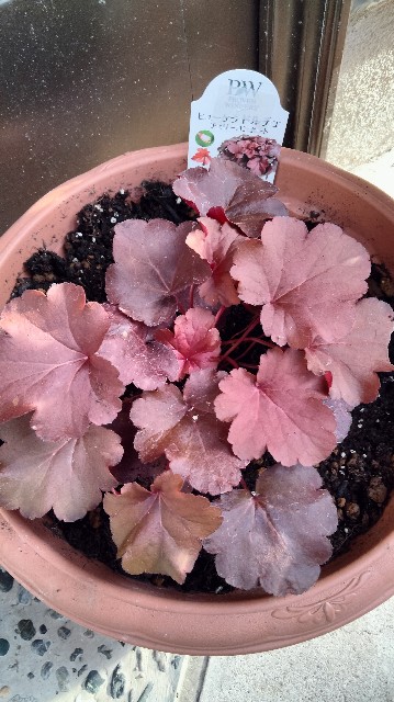 f:id:larosebleuemam:20221121153549j:image f:id:larosebleuemam:20221121153549j:image