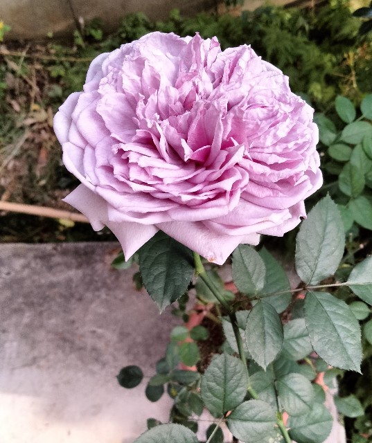 f:id:larosebleuemam:20221121154026j:image f:id:larosebleuemam:20221121154026j:image