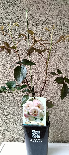 Kawamoto rose サボン バラ サボンの春限定 ホワイト・ローズ