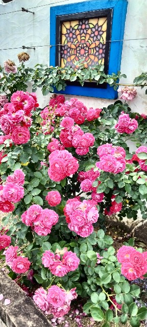 f:id:larosebleuemam:20240524205032j:image