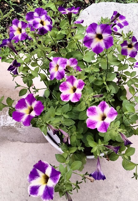 f:id:larosebleuemam:20240713112559j:image