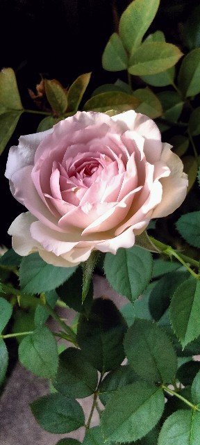 f:id:larosebleuemam:20240926082513j:image