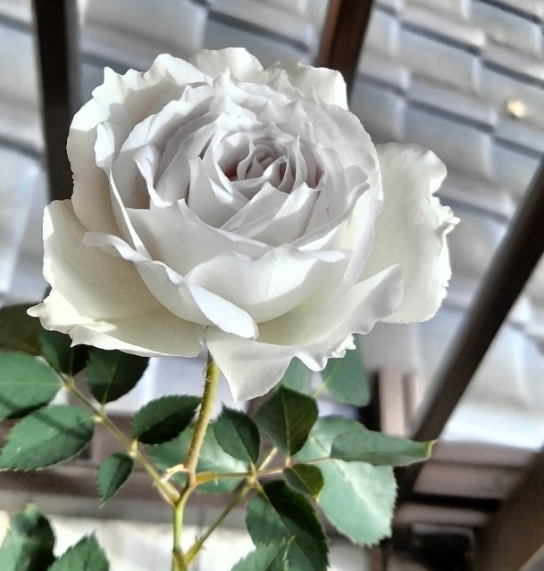 f:id:larosebleuemam:20241207093208j:image