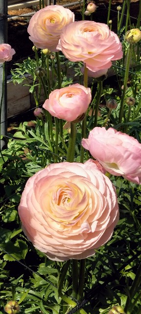 f:id:larosebleuemam:20250309215004j:image