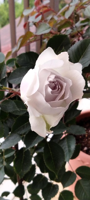 f:id:larosebleuemam:20250327120053j:image