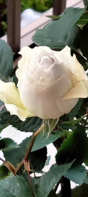 f:id:larosebleuemam:20250327122237j:image