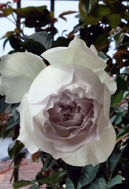 f:id:larosebleuemam:20250331095403j:image