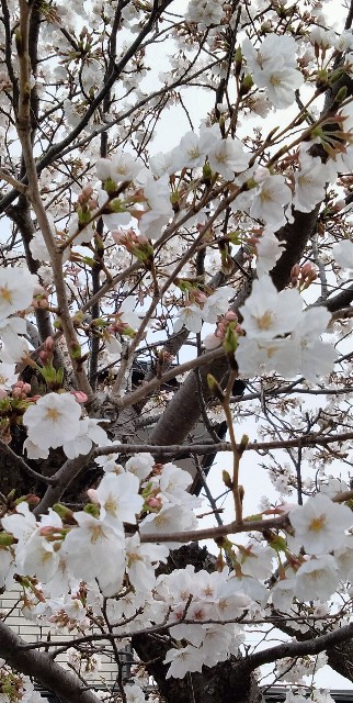 f:id:larosebleuemam:20250401115757j:image