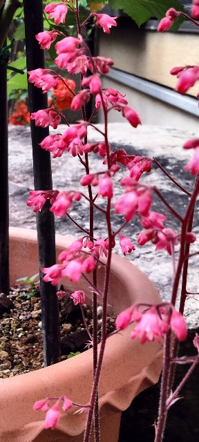 f:id:larosebleuemam:20250420074812j:image
