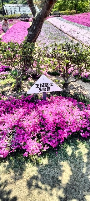 f:id:larosebleuemam:20250427150415j:image