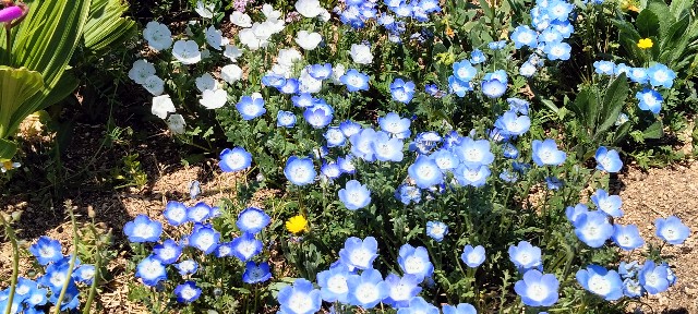 f:id:larosebleuemam:20250427150658j:image