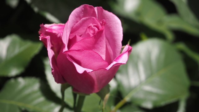 f:id:larosebleuemam:20250501161722j:image