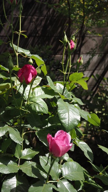 f:id:larosebleuemam:20250501162142j:image