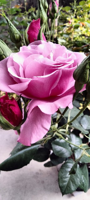 f:id:larosebleuemam:20250501162206j:image