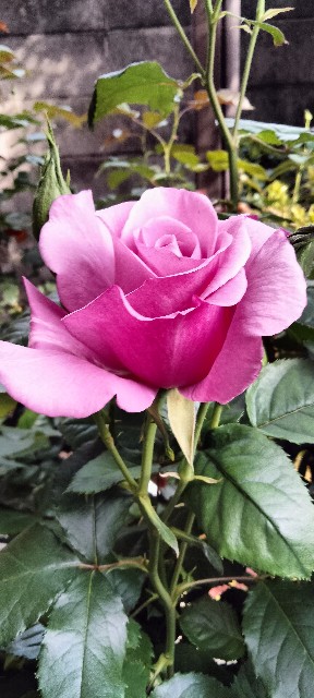 f:id:larosebleuemam:20250501162218j:image
