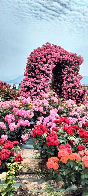 f:id:larosebleuemam:20250521122159j:image