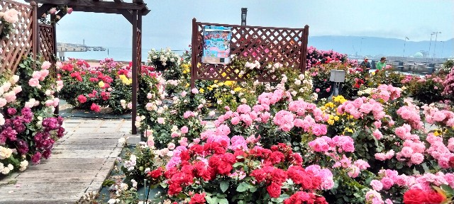 f:id:larosebleuemam:20250521122216j:image